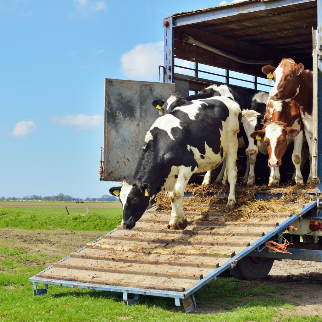 En la imagen se muestra ganado bovino bajando de un camión