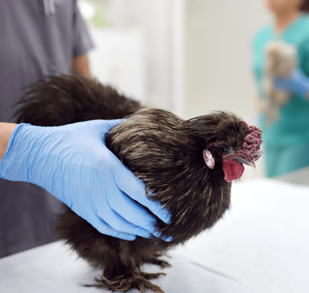 California declares state of emergency amid avian flu outbreak ...