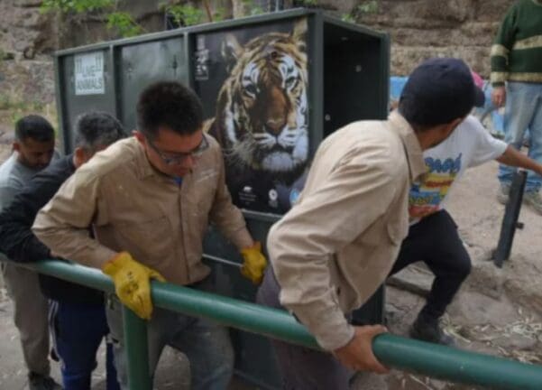 Subida tigre a camion