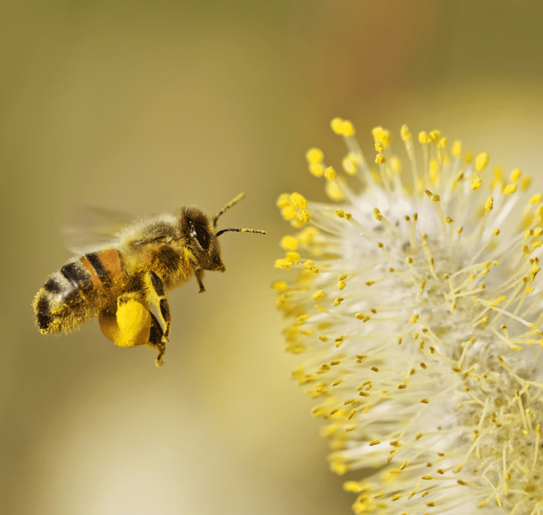 En la imagen se encuentra una abeja polinizando