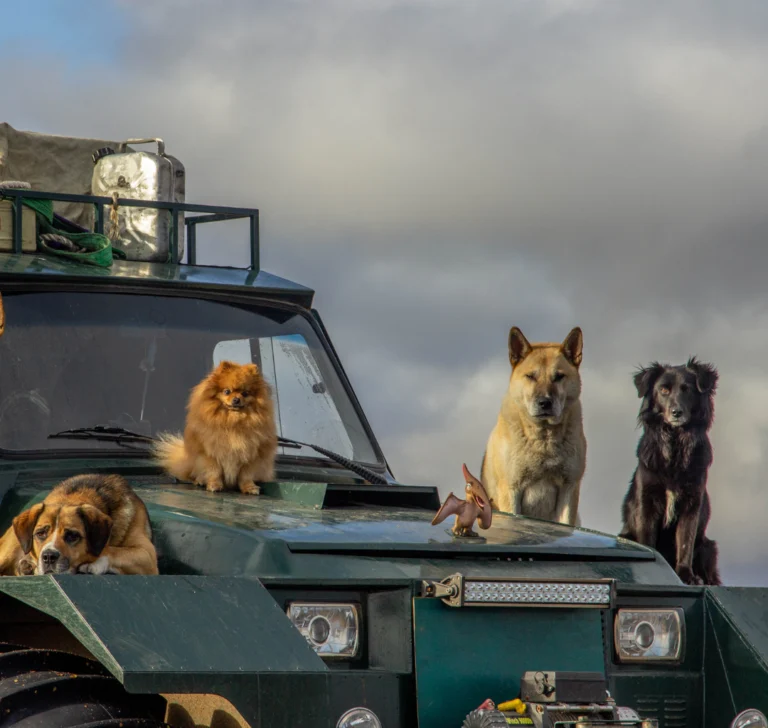 The strangest traffic laws in the United States you didn’t know