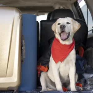 Kilómetros de amor: historias de camioneros y sus copilotos de cuatro patas
